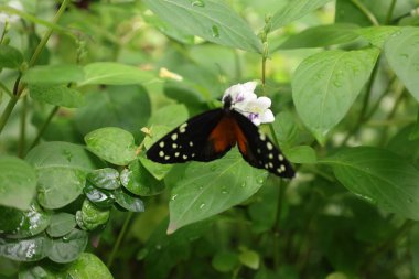 Kelebek yaprakları. Yüksek kalite fotoğraf