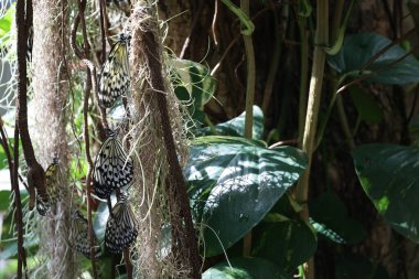 Kelebek yaprakları. Yüksek kalite fotoğraf