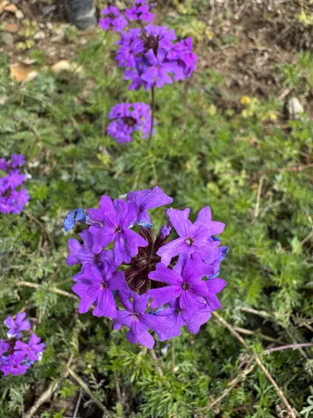 Mor petunya çiçekleri. Yüksek kalite fotoğraf