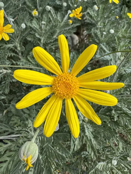 Açık havada sarı çiçek. Yüksek kalite fotoğraf