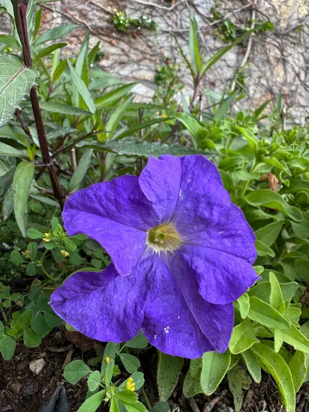 Mor petunya çiçekleri. Yüksek kalite fotoğraf