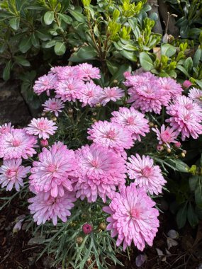 Parlak pembe çiçekler. Yüksek kalite fotoğraf