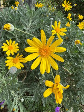 Açık havada sarı çiçek. Yüksek kalite fotoğraf