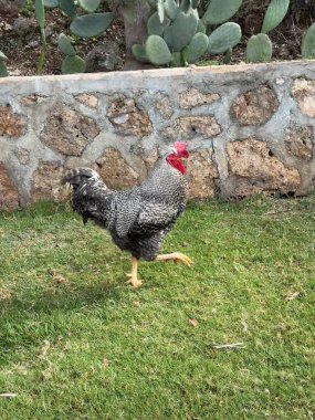 Tavuk açık hava binası. Kırsal, süzül, yıka, sevimli