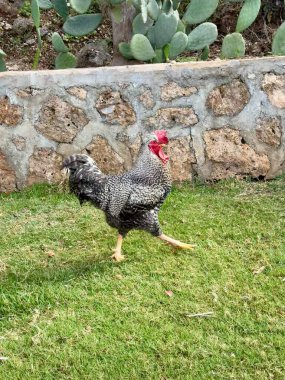 Tavuk açık hava binası. Kırsal, süzül, yıka, sevimli
