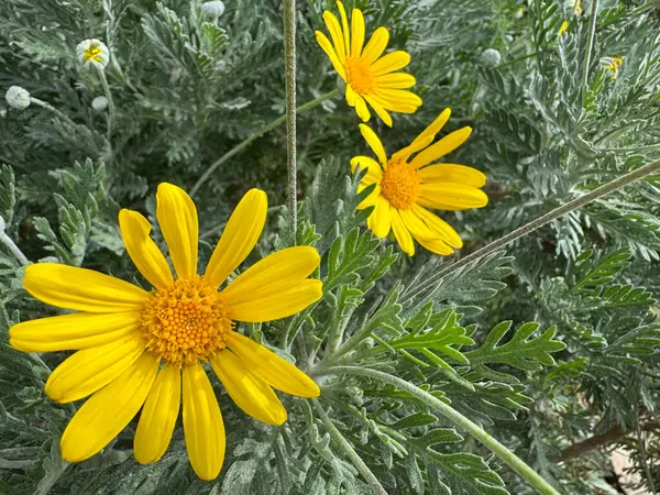 Açık havada sarı çiçek. Yüksek kalite fotoğraf
