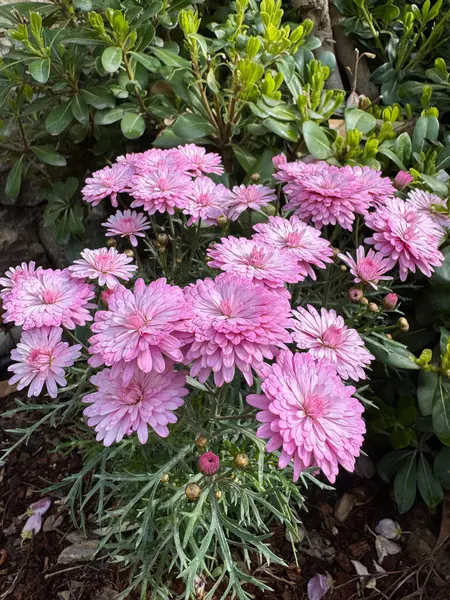 Parlak pembe çiçekler. Yüksek kalite fotoğraf