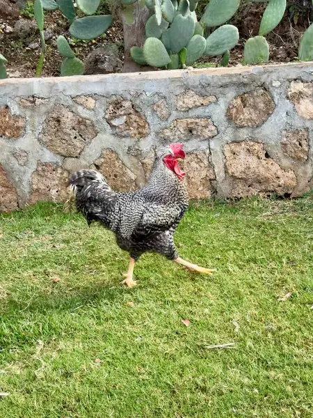 Tavuk açık hava binası. Kırsal, süzül, yıka, sevimli