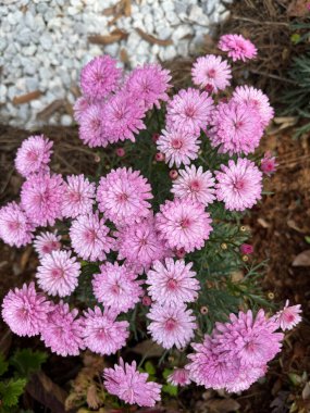 Parlak pembe çiçekler. Yüksek kalite fotoğraf