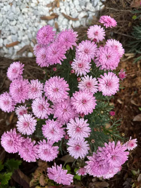 Parlak pembe çiçekler. Yüksek kalite fotoğraf
