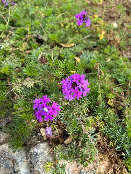 Mor petunya çiçekleri. Yüksek kalite fotoğraf
