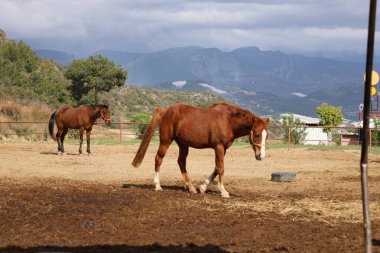 Çitlerle çevrili bir alan. Yüksek kalite fotoğraf