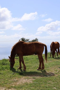 Atlar çimenli kıyı şeridi. Yüksek kalite fotoğraf