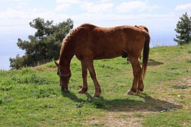 Atlar çimenli kıyı şeridi. Yüksek kalite fotoğraf
