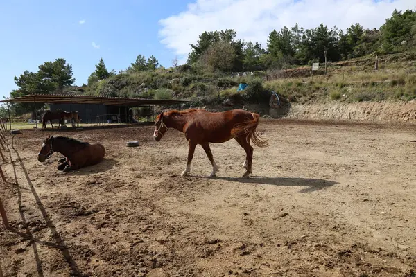 Çitlerle çevrili bir alan. Yüksek kalite fotoğraf