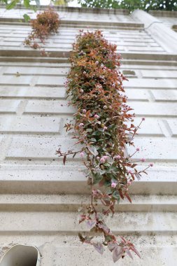 Bahçedeki duvardaki çiçeğe tırmanmak. Yüksek kalite fotoğraf