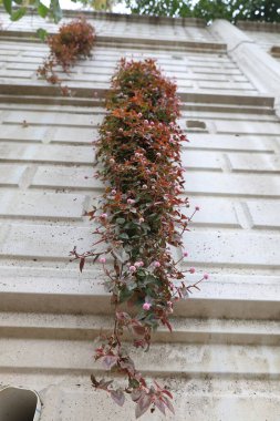 Bahçedeki duvardaki çiçeğe tırmanmak. Yüksek kalite fotoğraf