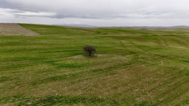 Yalnız ağaç manzarası. Yeşil tarım alanları, doğal, kırsal, manzara.