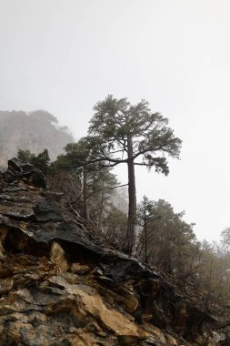 Dağlık kayalık yol. Yüksek kalite fotoğraf