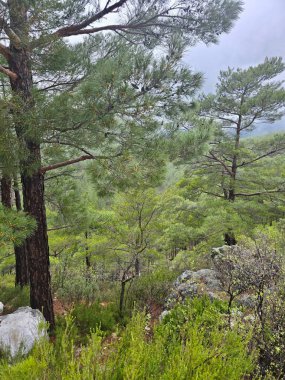 Beyaz kayalık arazi. Yüksek kalite fotoğraf