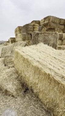 Samanlık gökyüzü. Yüksek kalite fotoğraf
