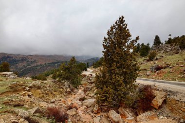 Dağlık çamurlu dere. yağmur suyu, koşullar, toprak, çamur,