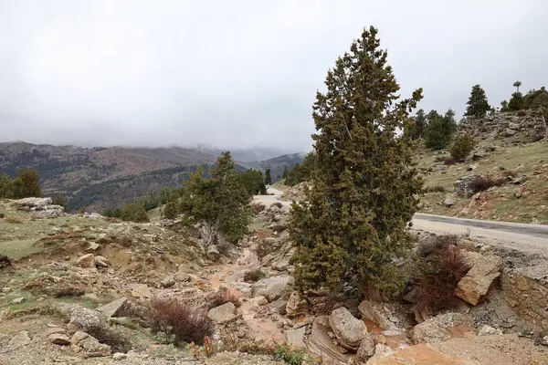 Dağlık çamurlu dere. yağmur suyu, koşullar, toprak, çamur,