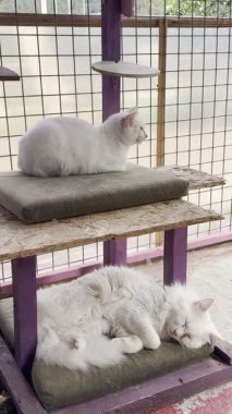 Beyaz tüylü kedi. Beyaz kedi bakımı. Kaliteli fotoğraf.