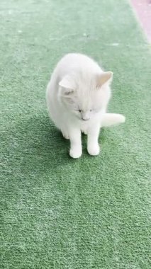 Beyaz tüylü kedi. Beyaz kedi bakımı. Kaliteli fotoğraf.