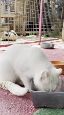 Beyaz tüylü kedi. Beyaz kedi bakımı. Kaliteli fotoğraf.