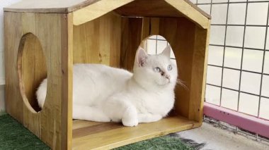 Beyaz tüylü kedi. Beyaz kedi bakımı. Kaliteli fotoğraf.
