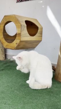 Beyaz tüylü kedi. Beyaz kedi bakımı. Kaliteli fotoğraf.
