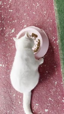 Beyaz tüylü kedi. Beyaz kedi bakımı. Kaliteli fotoğraf.