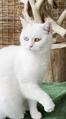 Beyaz tüylü kedi. Beyaz kedi bakımı. Kaliteli fotoğraf.