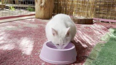 Beyaz tüylü kedi. Beyaz kedi bakımı. Kaliteli fotoğraf.