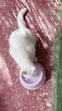 Beyaz tüylü kedi. Beyaz kedi bakımı. Kaliteli fotoğraf.