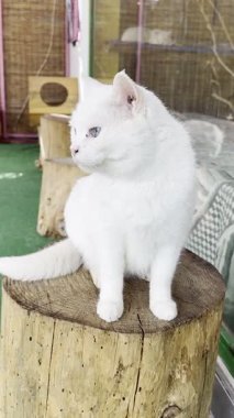 Beyaz tüylü kedi. Beyaz kedi bakımı. Kaliteli fotoğraf.