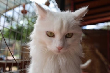 Beyaz tüylü kedi. Beyaz kedi bakımı. Kaliteli fotoğraf.