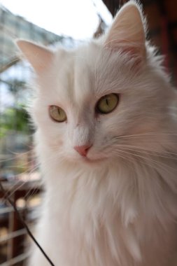 Beyaz tüylü kedi. Beyaz kedi bakımı. Kaliteli fotoğraf.