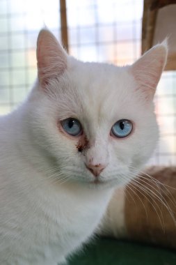 Beyaz tüylü kedi. Beyaz kedi bakımı. Kaliteli fotoğraf.