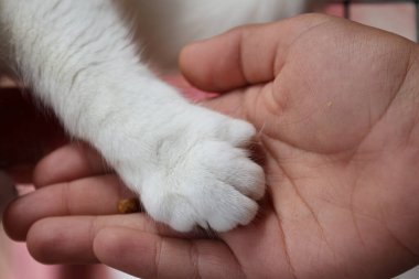 Beyaz tüylü kedi. Yüksek kalite fotoğraf