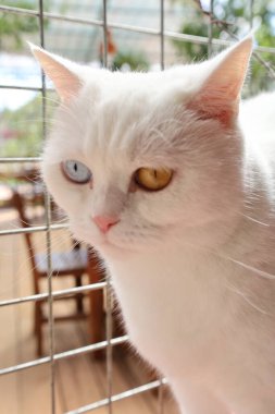 Beyaz tüylü kedi. Beyaz kedi bakımı. Kaliteli fotoğraf.