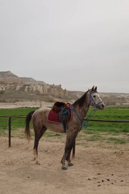 Ayakta duran atlar. Güzel, güzel, kahverengi.