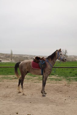 Ayakta duran atlar. Güzel, güzel, kahverengi.
