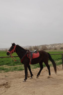 Ayakta duran atlar. Güzel, güzel, kahverengi.