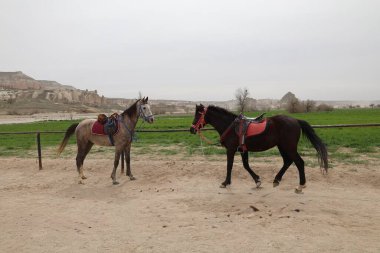 Ayakta duran atlar. Güzel, güzel, kahverengi.