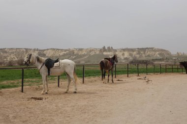 Ayakta duran atlar. Güzel, güzel, kahverengi.