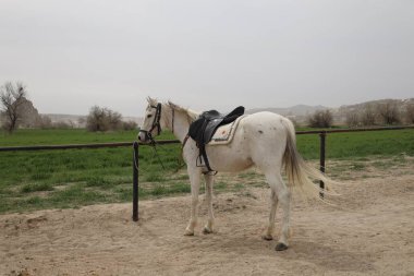 Atlar açık arazide. Beyaz saçlı.