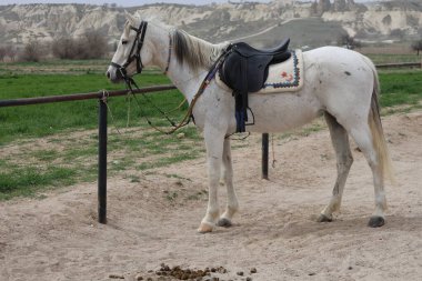 Atlar açık arazide. Beyaz saçlı.