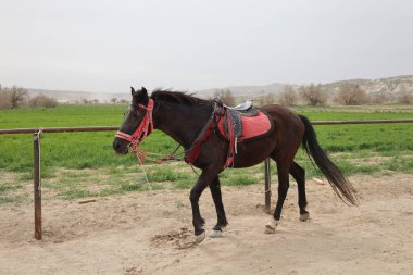 Ayakta duran atlar. Güzel, güzel, kahverengi.